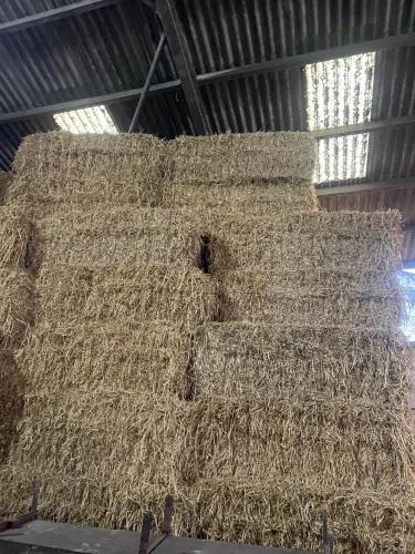 10 SQUARE BALES OF 2025 BARLEY STRAW - BIDS PER BALE