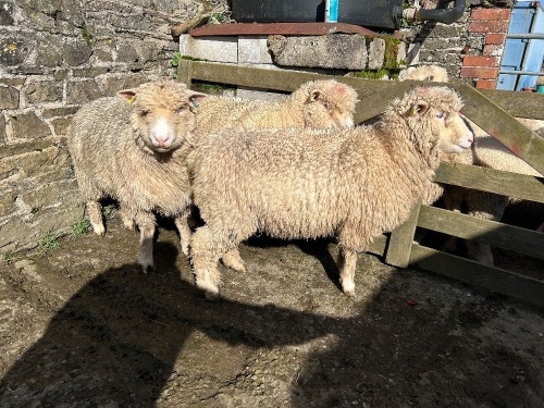 3 PEDIGREE POLL DORSET EWE LAMBS - BIDS PER LIFE