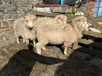 3 PEDIGREE POLL DORSET EWE LAMBS - BIDS PER LIFE