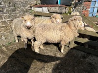 3 PEDIGREE POLL DORSET EWE LAMBS - BIDS PER LIFE - 2