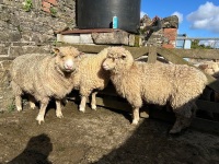 3 PEDIGREE POLL DORSET EWE LAMBS - BIDS PER LIFE - 4