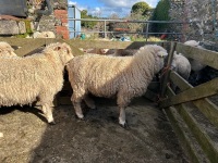 3 PEDIGREE POLL DORSET EWE LAMBS - BIDS PER LIFE - 6