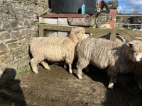 3 PEDIGREE POLL DORSET EWE LAMBS - BIDS PER LIFE - 7