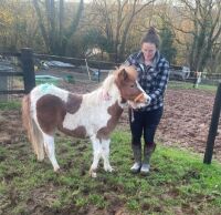 10MO DARTMOOR HILL FILLY PONY - 2