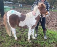 10MO DARTMOOR HILL FILLY PONY - 3