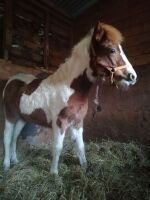 10MO DARTMOOR HILL FILLY PONY - 4