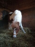 10MO DARTMOOR HILL FILLY PONY - 5