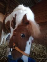 10MO DARTMOOR HILL FILLY PONY - 6
