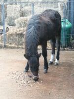 10MO DARTMOOR HILL FILLY PONY - 2