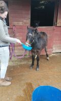 10MO DARTMOOR HILL FILLY PONY - 3