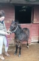 10MO DARTMOOR HILL FILLY PONY - 4