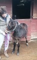 10MO DARTMOOR HILL FILLY PONY - 5
