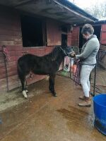 10MO DARTMOOR HILL FILLY PONY - 6