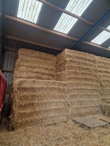 50 SQUARE BALES OF WINTER BARLEY STRAW - BIDS PER BALE
