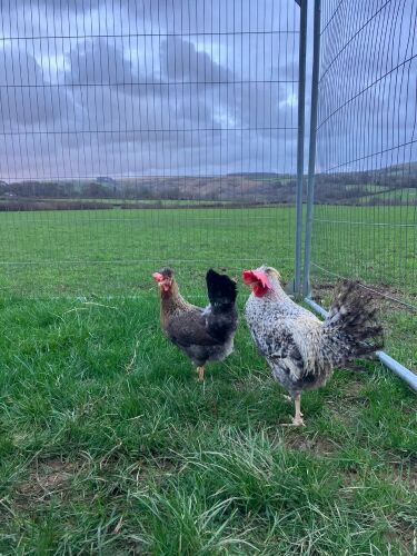 PAIR OF CREAM LEGBARS - BIDS PER LIFE