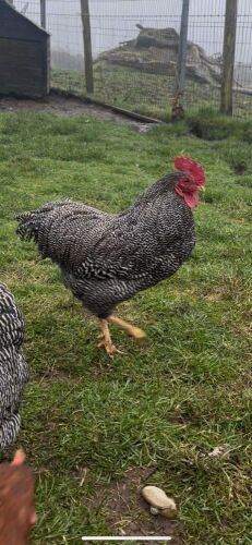 4 PLYMOUTH ROCK BANTAM CHICKENS - BIDS PER LIFE