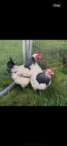 5 LIGHT SUSSEX BANTAM CHICKENS - BIDS PER LIFE