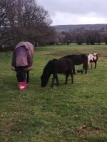 10MO 12.2HH DARTMOOR HILL FILLY - 5