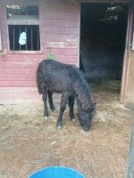 10MO 12.2HH DARTMOOR HILL FILLY - 7