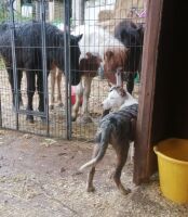 10MO 12.2HH DARTMOOR HILL FILLY - 8