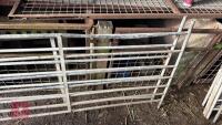 4 GALV 6' SHEEP HURDLES - 9