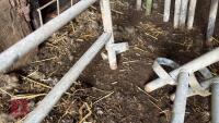5 GALV 4' SHEEP HURDLES - 13
