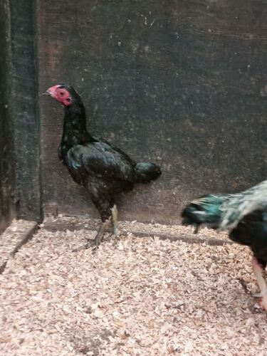 PAIR OF KO SHAMO BANTAMS -BIDS PER LIFE