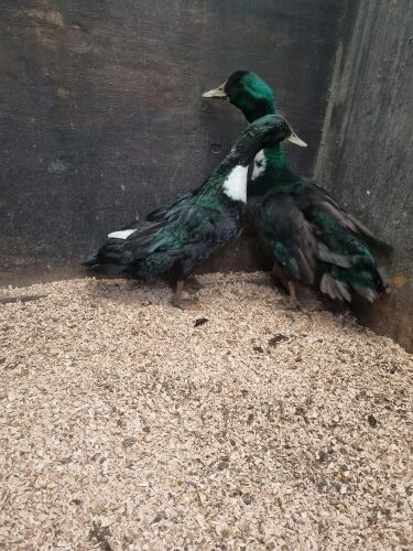 PAIR OF SWEDISH DUCKS - BIDS PER LIFE