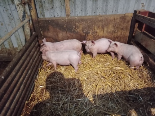 4 X 8WO WELSH X PIETRAIN GILTS - BIDS PER LIFE