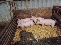 4 X 8WO WELSH X PIETRAIN GILTS - BIDS PER LIFE - 2