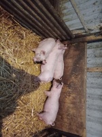 4 X 8WO WELSH X PIETRAIN GILTS - BIDS PER LIFE - 3