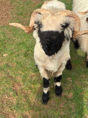 1YO PEDIGREE VALAIS BLACKNOSE RAM