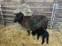 FM BLACK WELSH MOUNTAIN EWE & LAMB - BIDS FOR THE GROUP