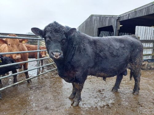 6YO PEDIGREE ABERDEEN ANGUS BULL