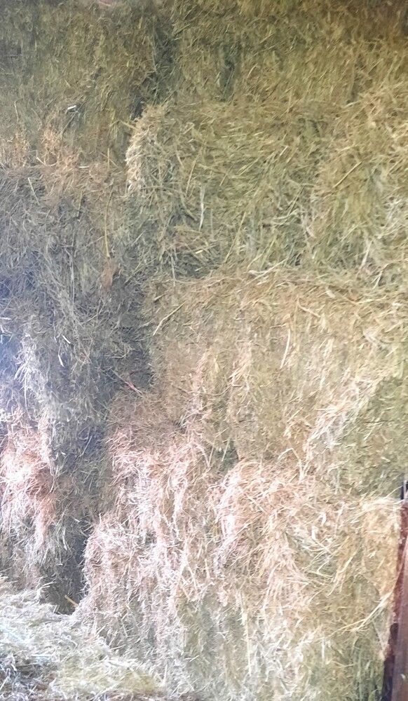 50 CONVENTIONAL BALES OF 2025 HAY - BIDS FOR THE GROUP