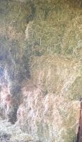 50 CONVENTIONAL BALES OF 2025 HAY - BIDS FOR THE GROUP - 3