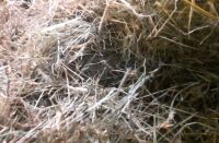 50 CONVENTIONAL BALES OF 2025 HAY - BIDS FOR THE GROUP - 4