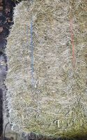 20 CONVENTIONAL BALES OF 2025 HAY - BIDS FOR THE GROUP