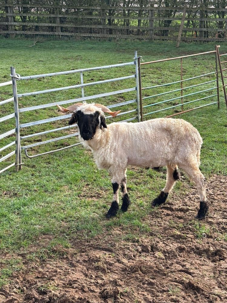 2 PUREBRED VALAIS BLACKNOSE WETHERS - BIDS PER LIFE
