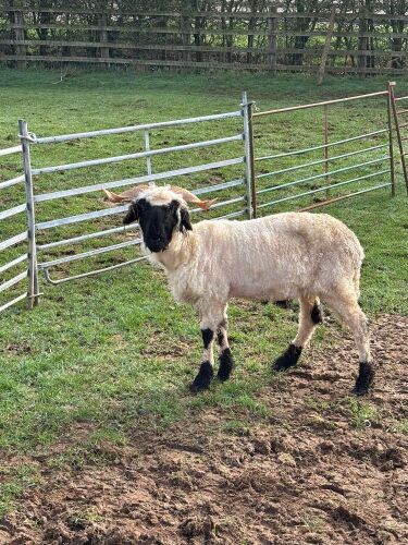 2 PUREBRED VALAIS BLACKNOSE WETHERS - BIDS PER LIFE