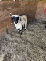 2 PUREBRED VALAIS BLACKNOSE WETHERS - BIDS PER LIFE - 3