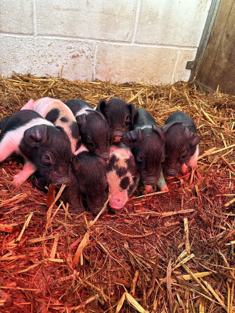 6 X 8WO SADDLEBACK X PIGLETS - BIDS PER LIFE
