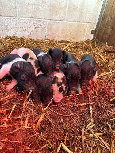 6 X 8WO SADDLEBACK X PIGLETS - BIDS PER LIFE
