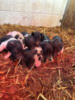 6 X 8WO SADDLEBACK X PIGLETS - BIDS PER LIFE