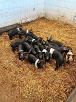 6 X 8WO SADDLEBACK X PIGLETS - BIDS PER LIFE - 2
