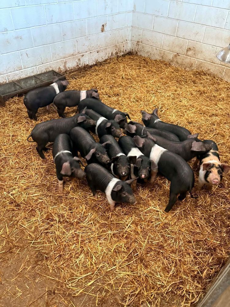 6 X 8WO SADDLEBACK X PIGLETS - BIDS PER LIFE
