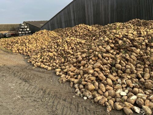 20T OF FODDER BEET - BIDS PER TONNE