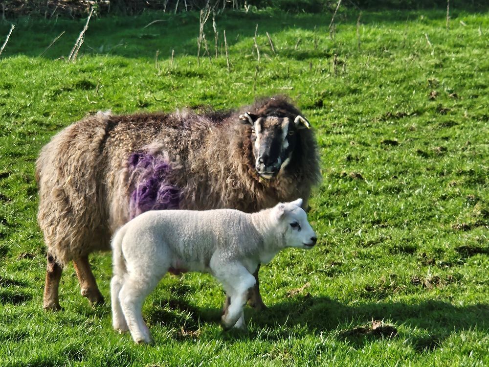 6T BADGER X TEXEL EWE & LAMB AT FOOT - BIDS FOR THE GROUP