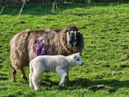 6T BADGER X TEXEL EWE & LAMB AT FOOT - BIDS FOR THE GROUP