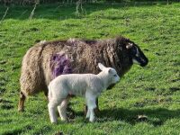 6T BADGER X TEXEL EWE & LAMB AT FOOT - BIDS FOR THE GROUP - 2